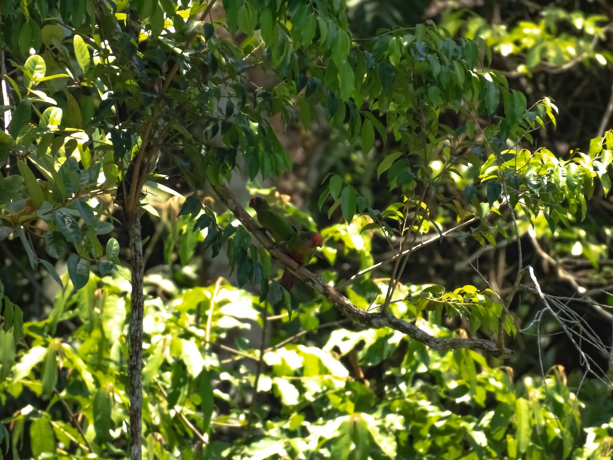 Rose-fronted Parakeet - ML643296846