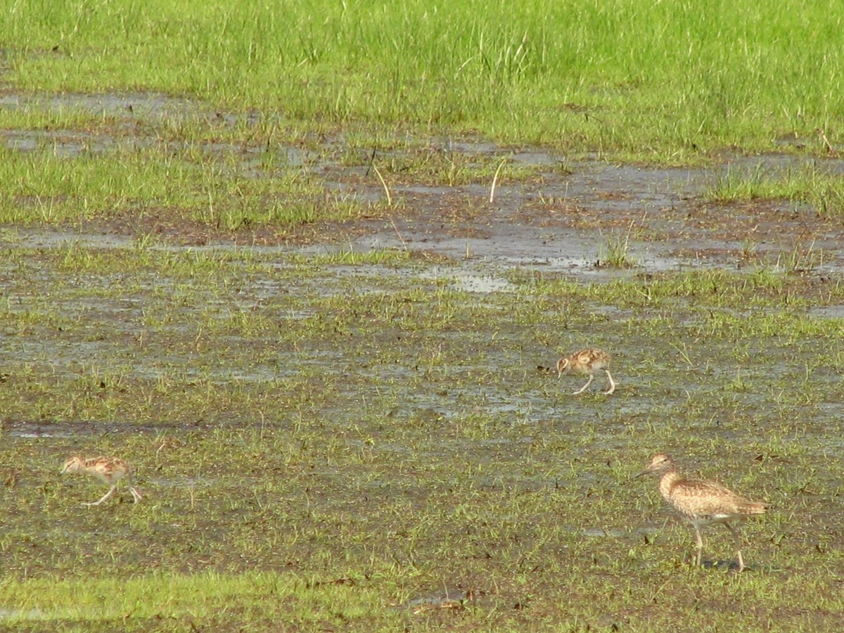 willetsnipe - ML643296892