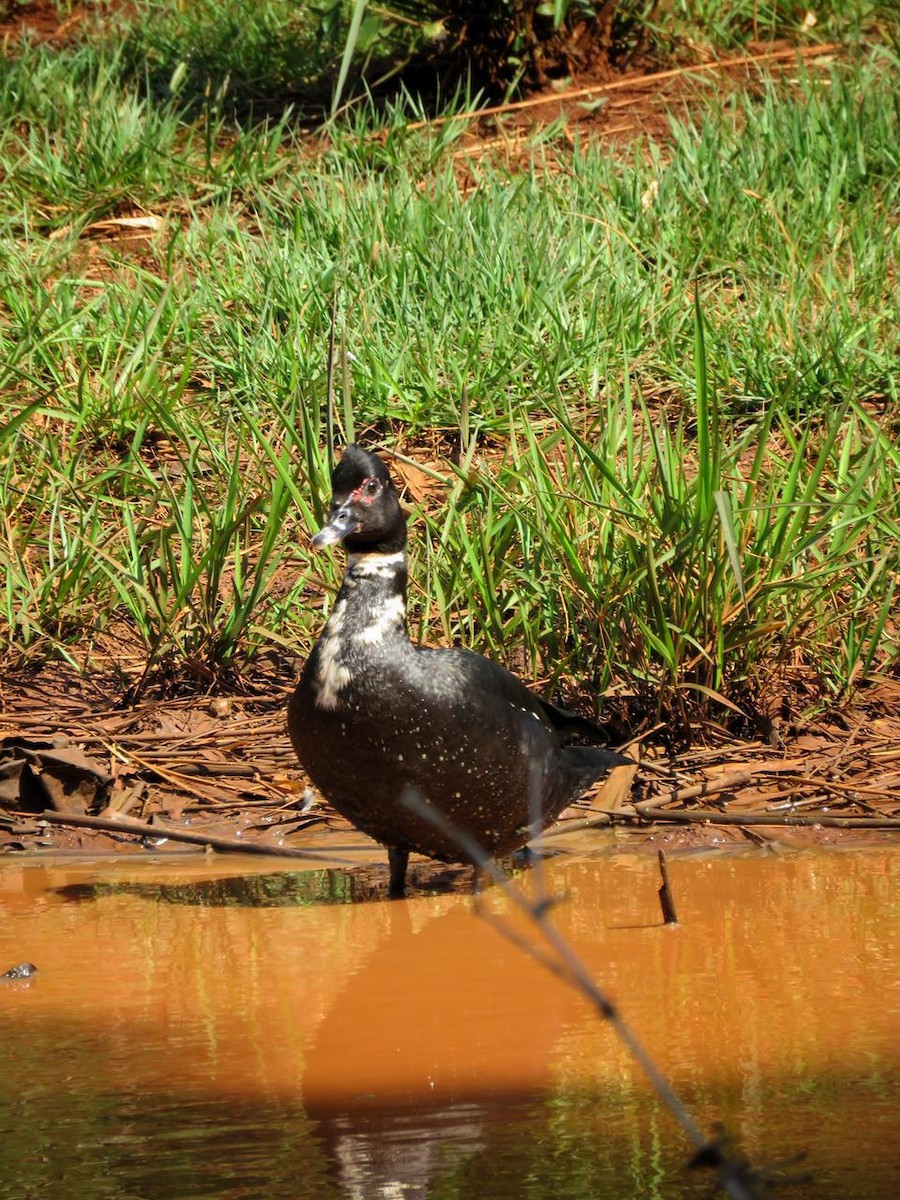 Canard musqué - ML643296898