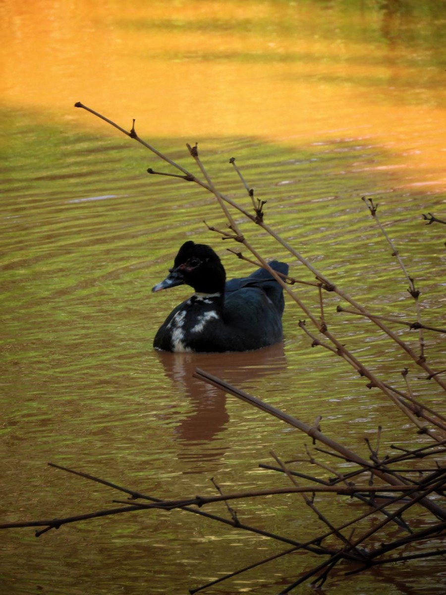 Canard musqué - ML643296899