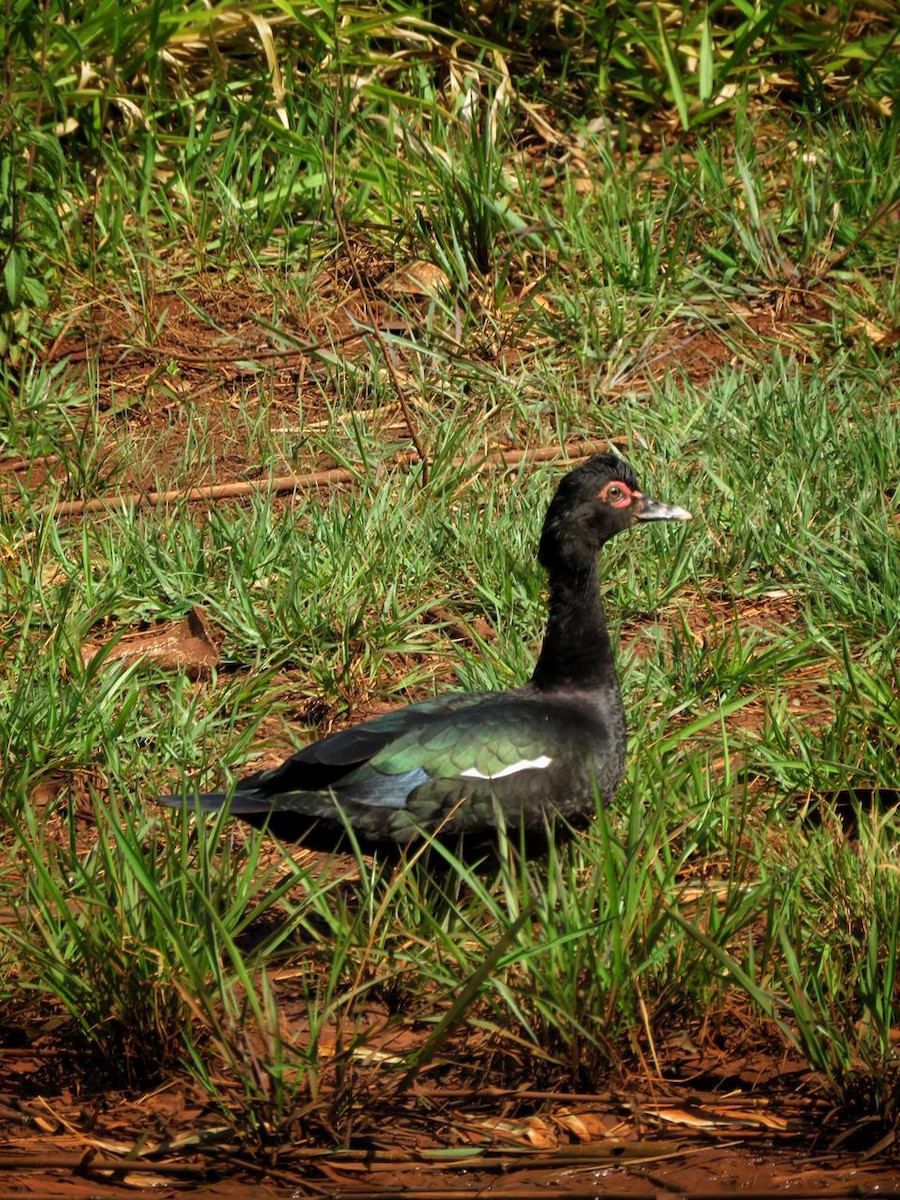 Canard musqué - ML643296900