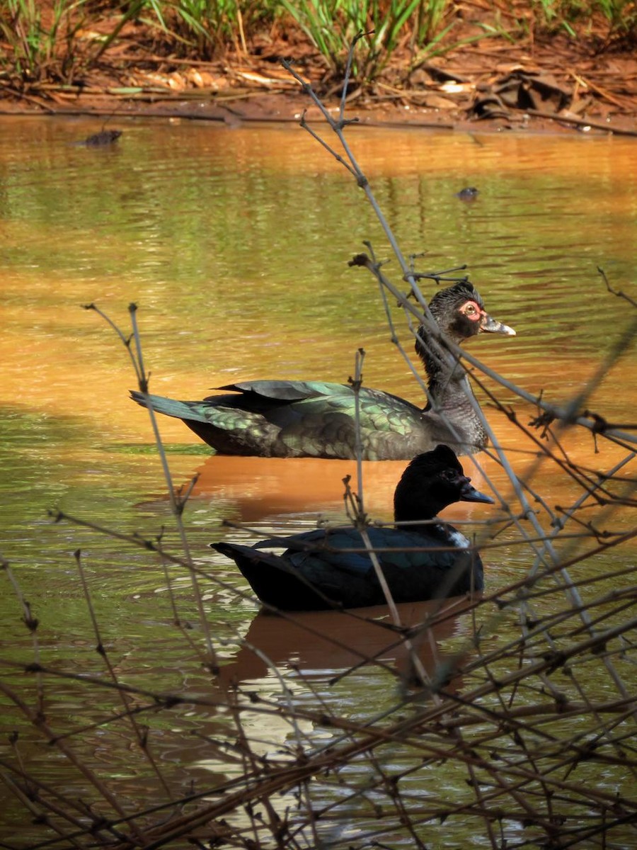 Canard musqué - ML643296901
