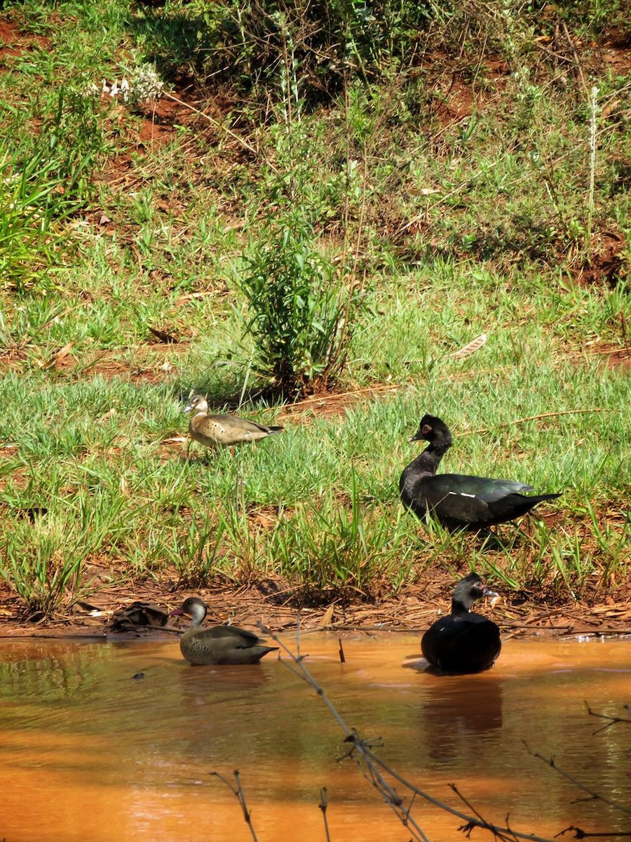 Canard musqué - ML643296902