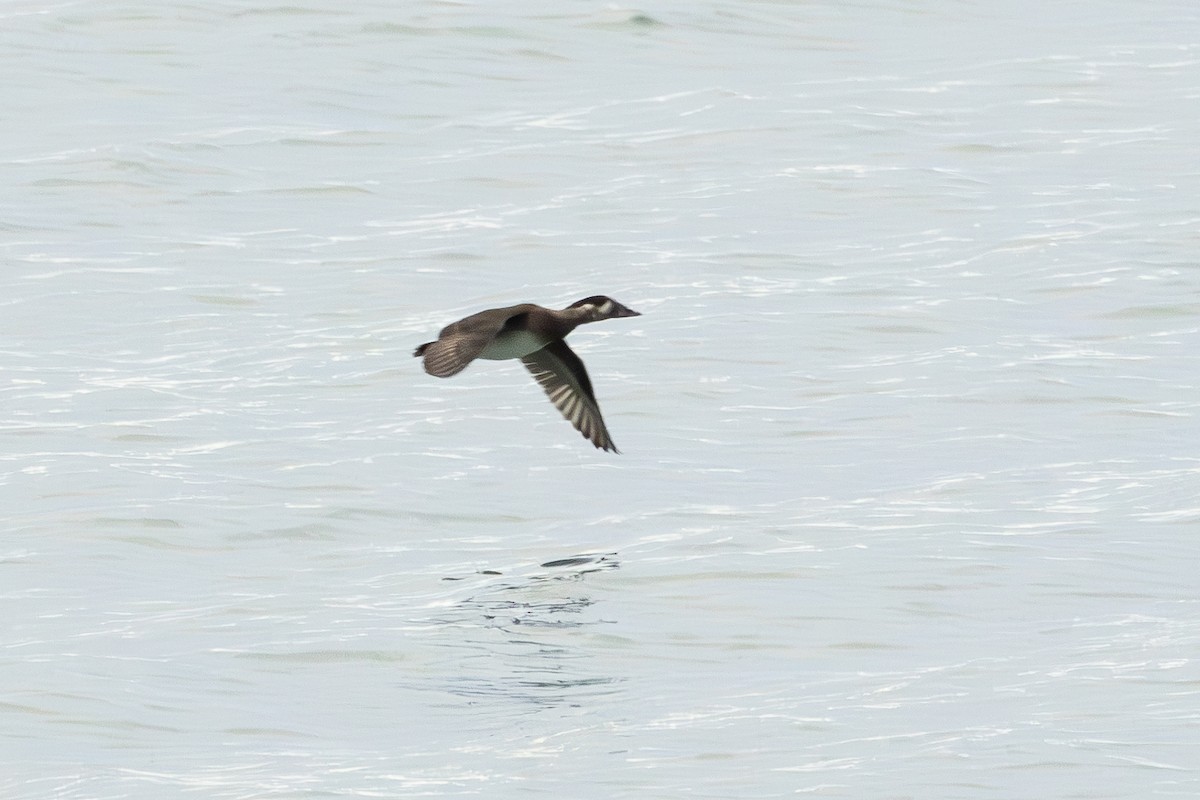 Surf Scoter - ML643296905