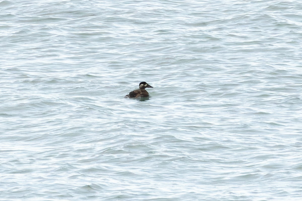 Surf Scoter - ML643296906