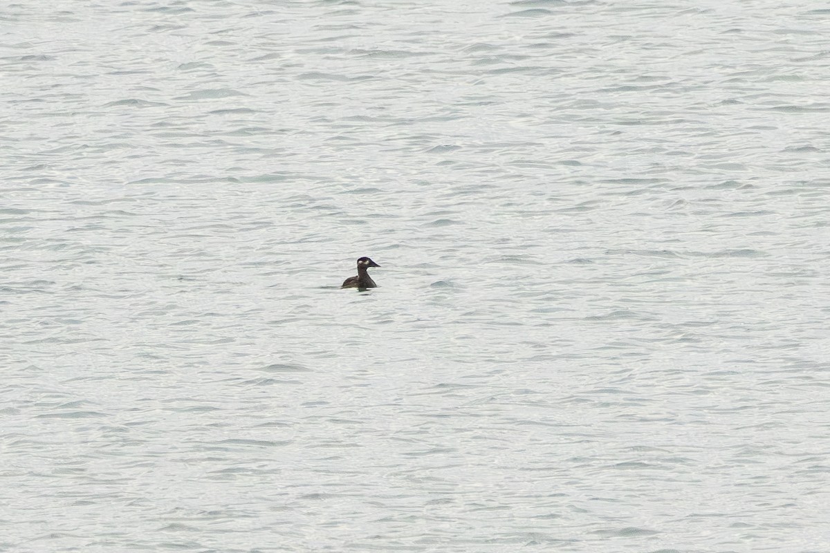 Surf Scoter - ML643296907