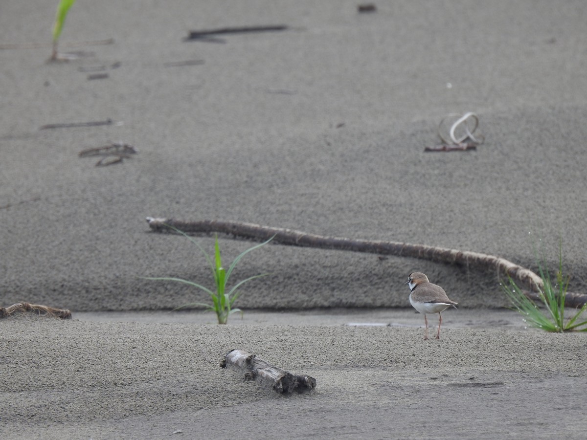 Collared Plover - ML643296923