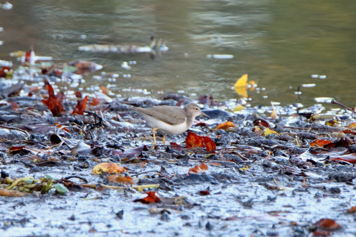 Spotted Sandpiper - ML643296928