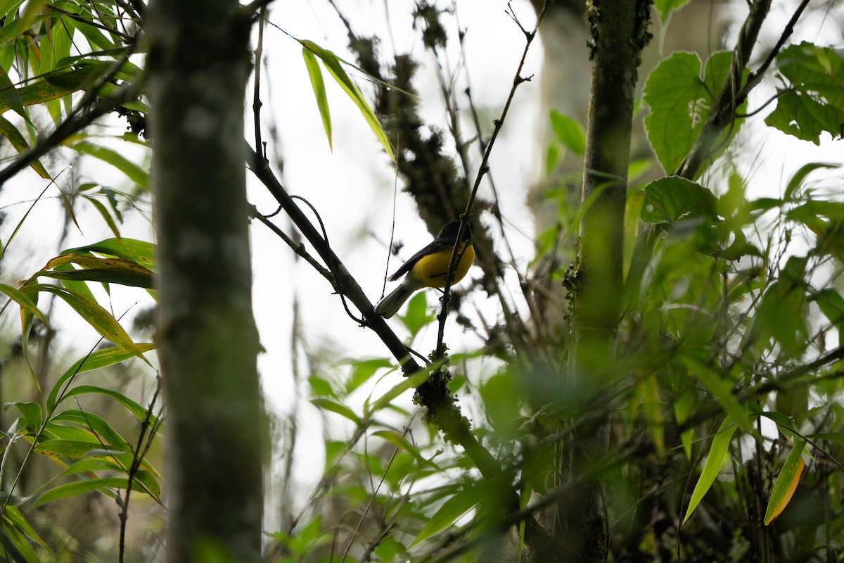 Slate-throated Redstart - ML643296929