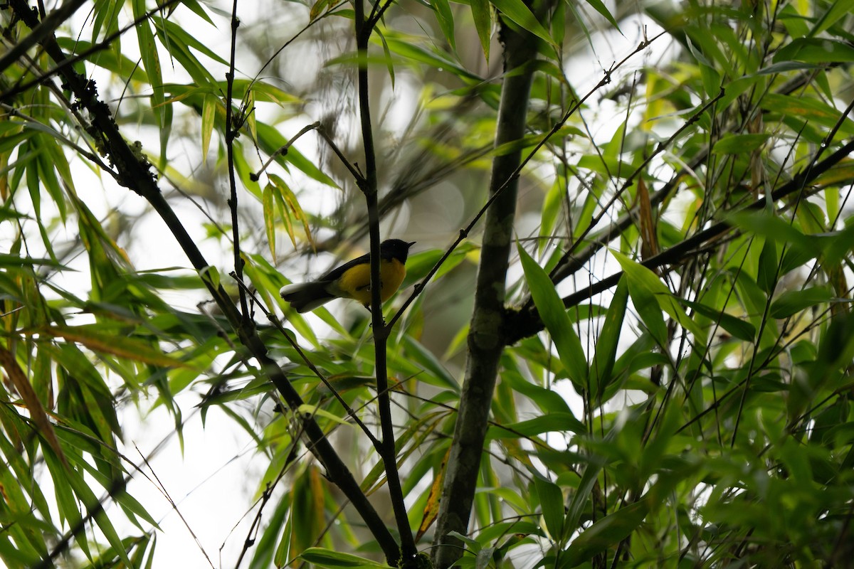 Slate-throated Redstart - ML643296930