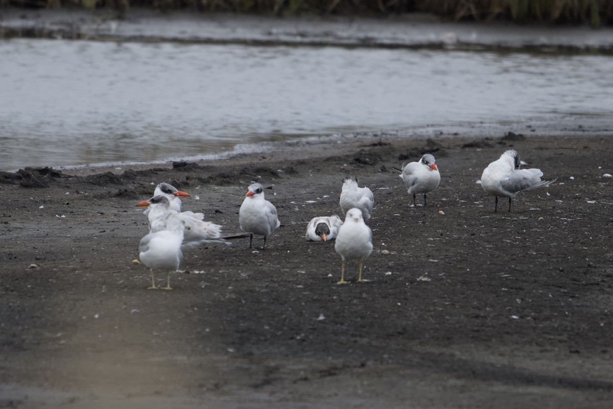 Caspian Tern - ML643296931