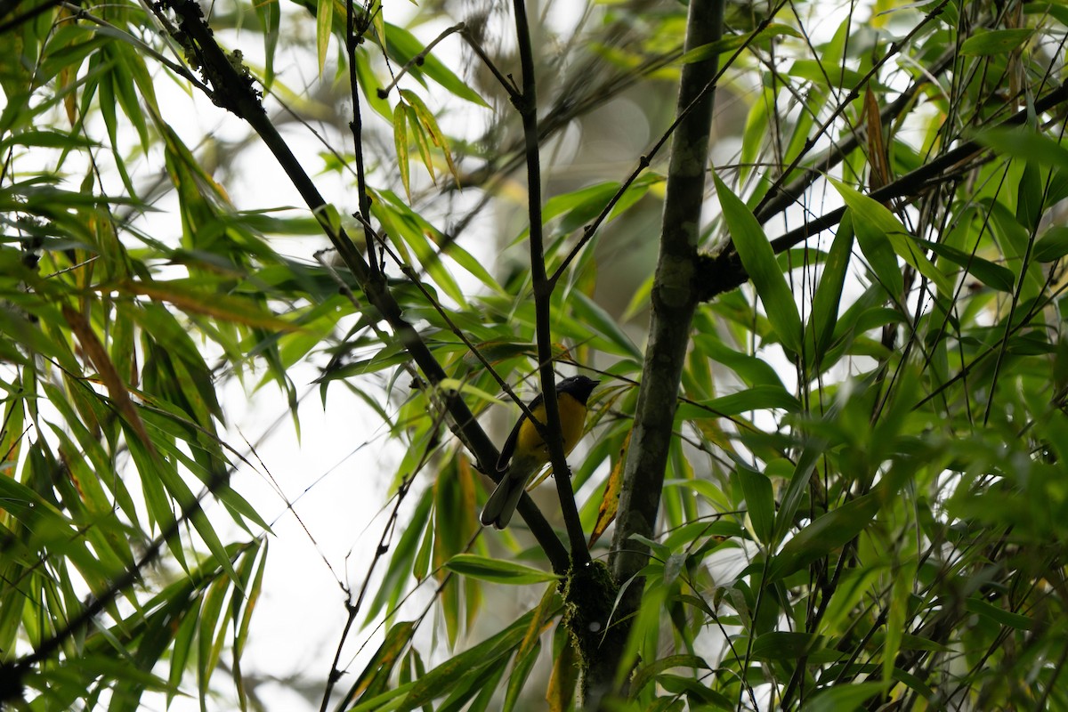 Slate-throated Redstart - ML643296932