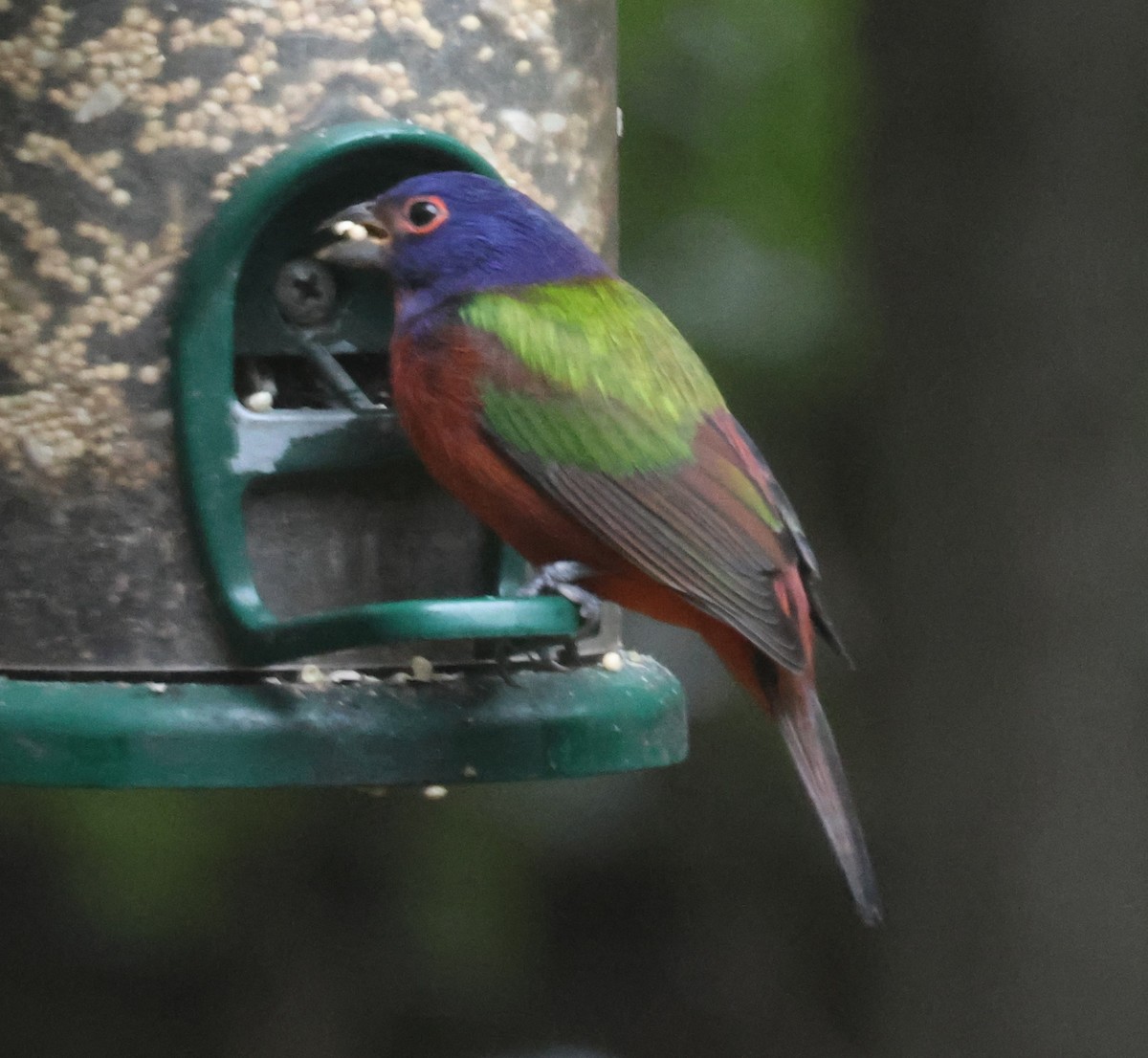 Painted Bunting - ML643296933