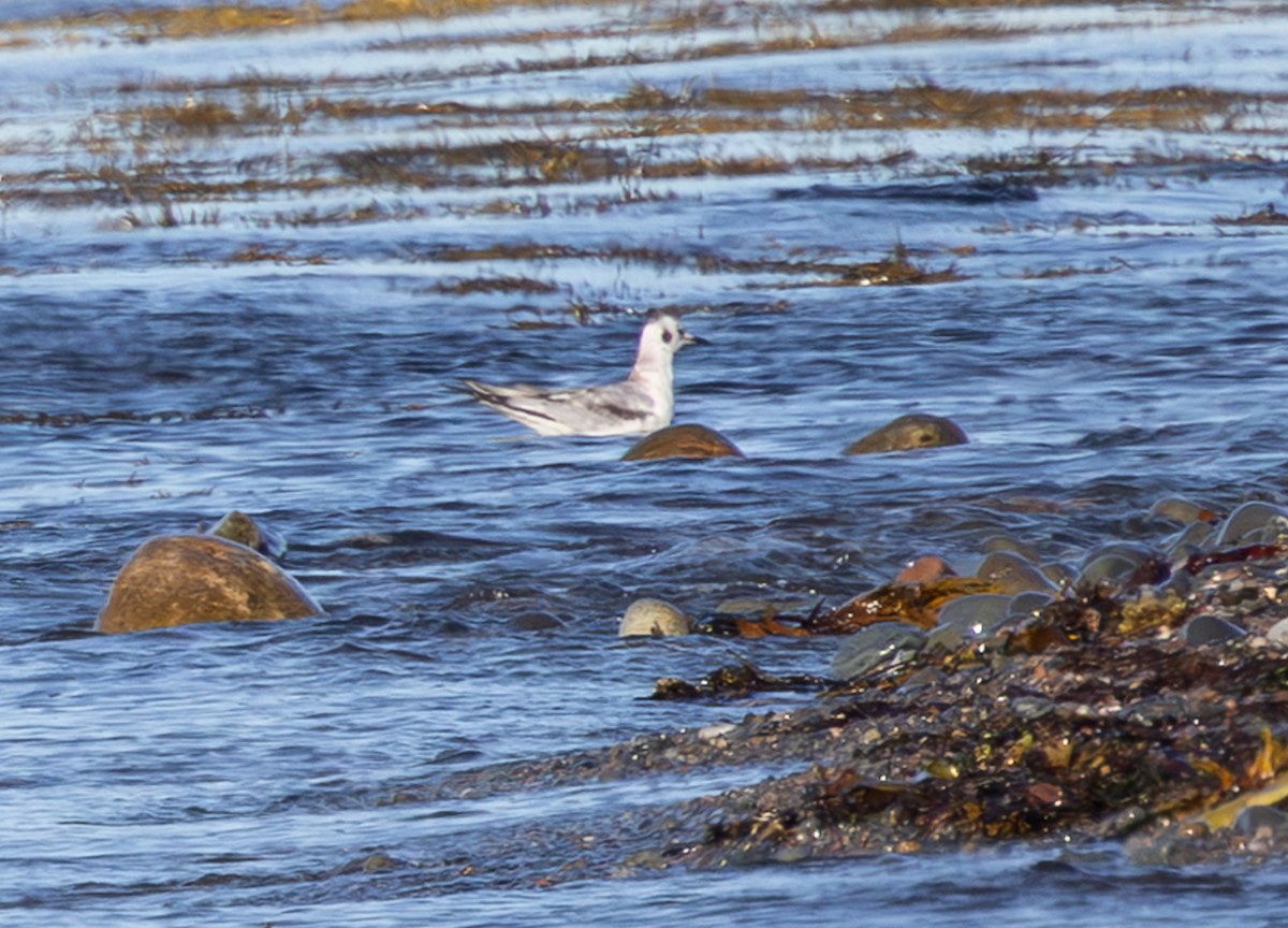 Bonaparte's Gull - ML643296934