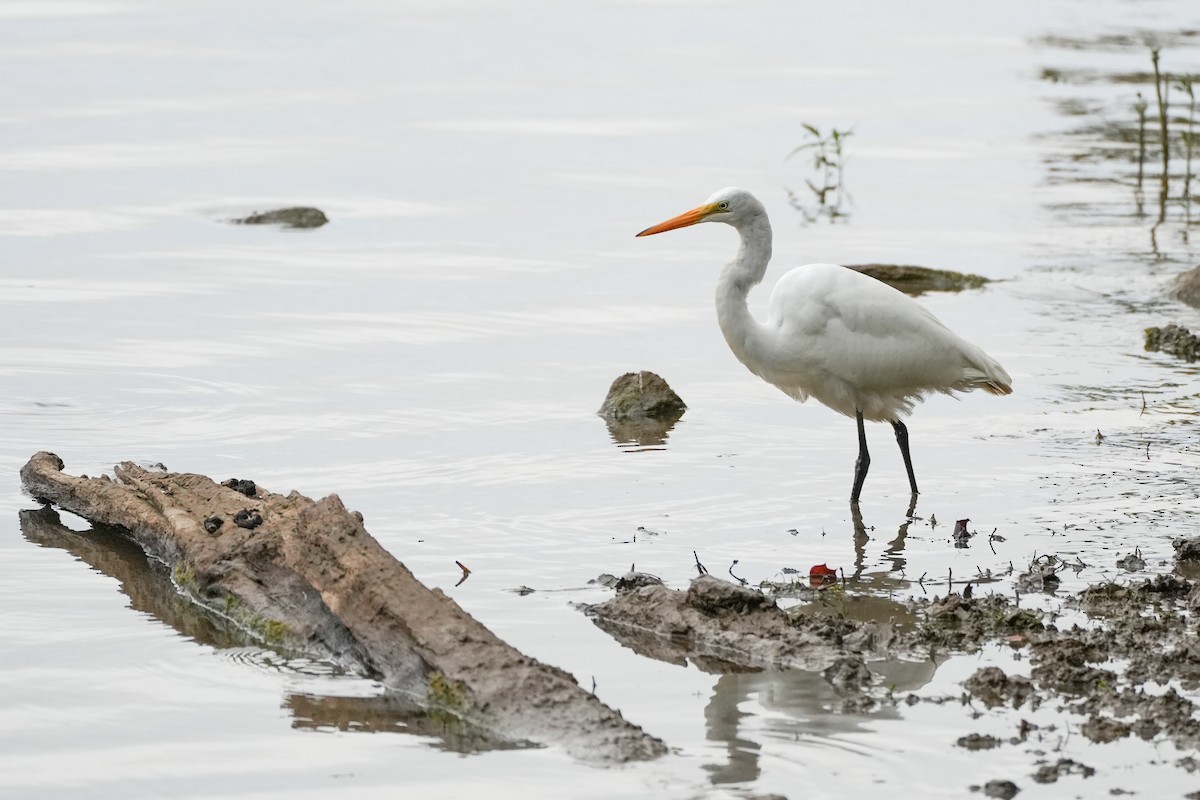 Great Egret - ML643296935