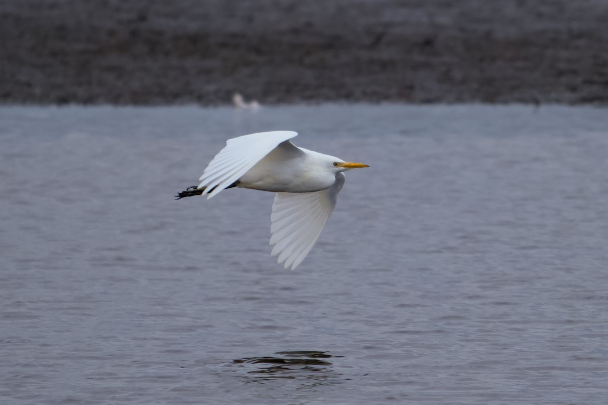 Western Cattle-Egret - ML643296937