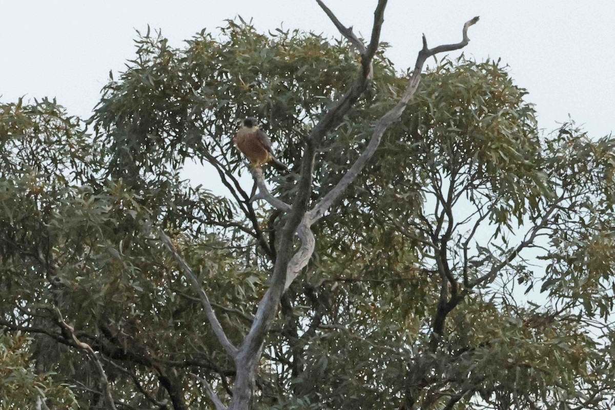Australian Hobby - ML643296938