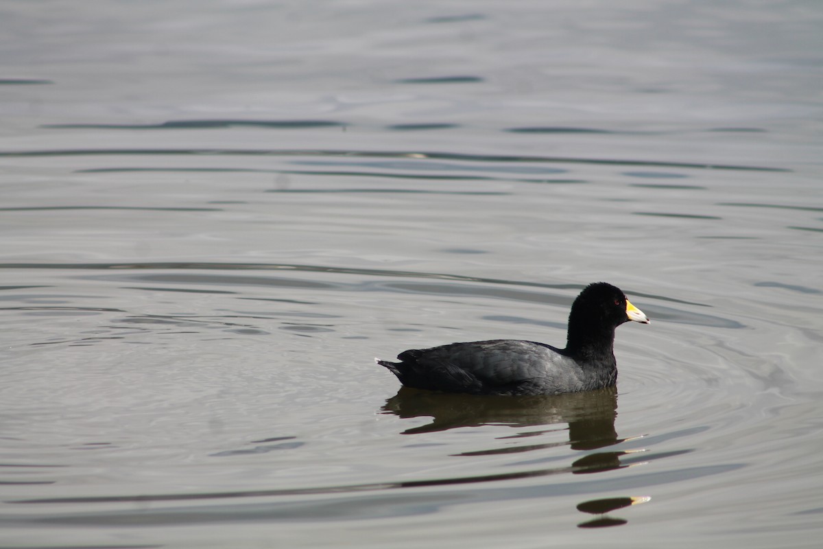 American Coot - ML643296939