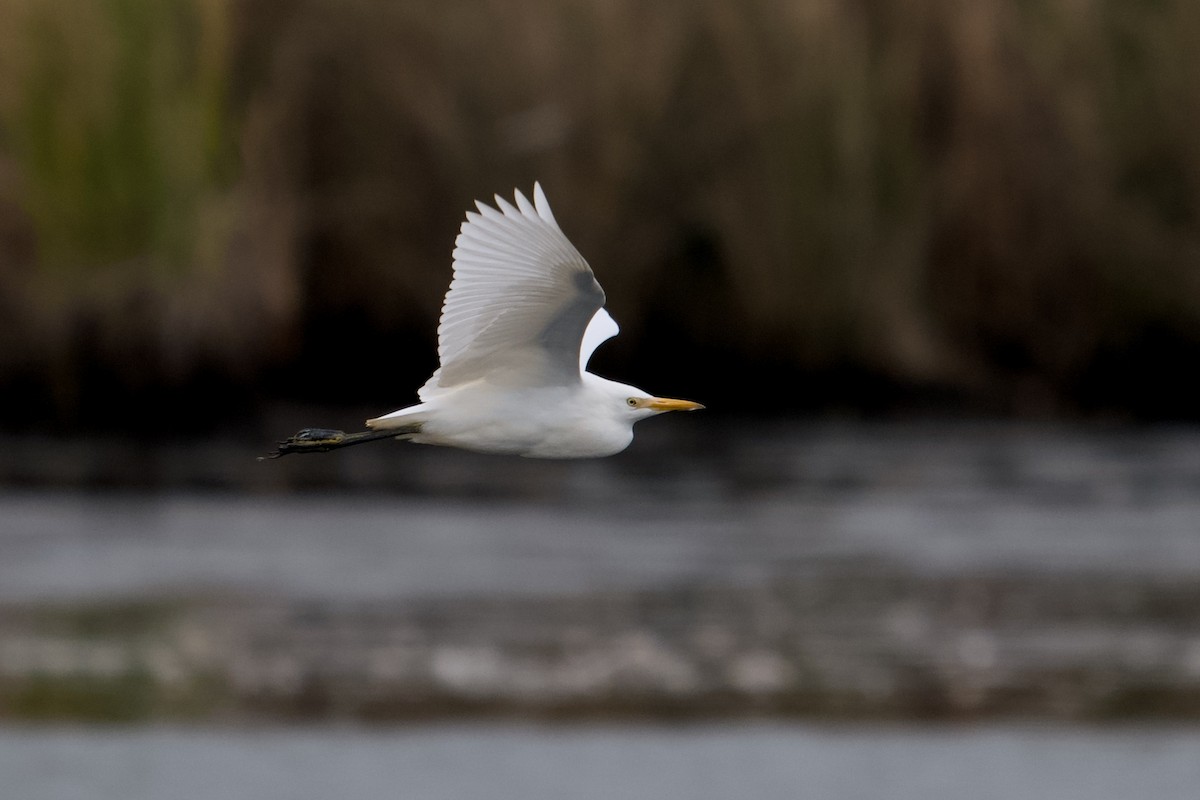 Western Cattle-Egret - ML643296940