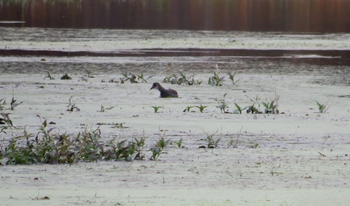 Common Gallinule - ML643296941