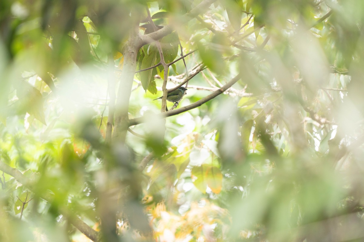 Metallic-green Tanager - ML643296944