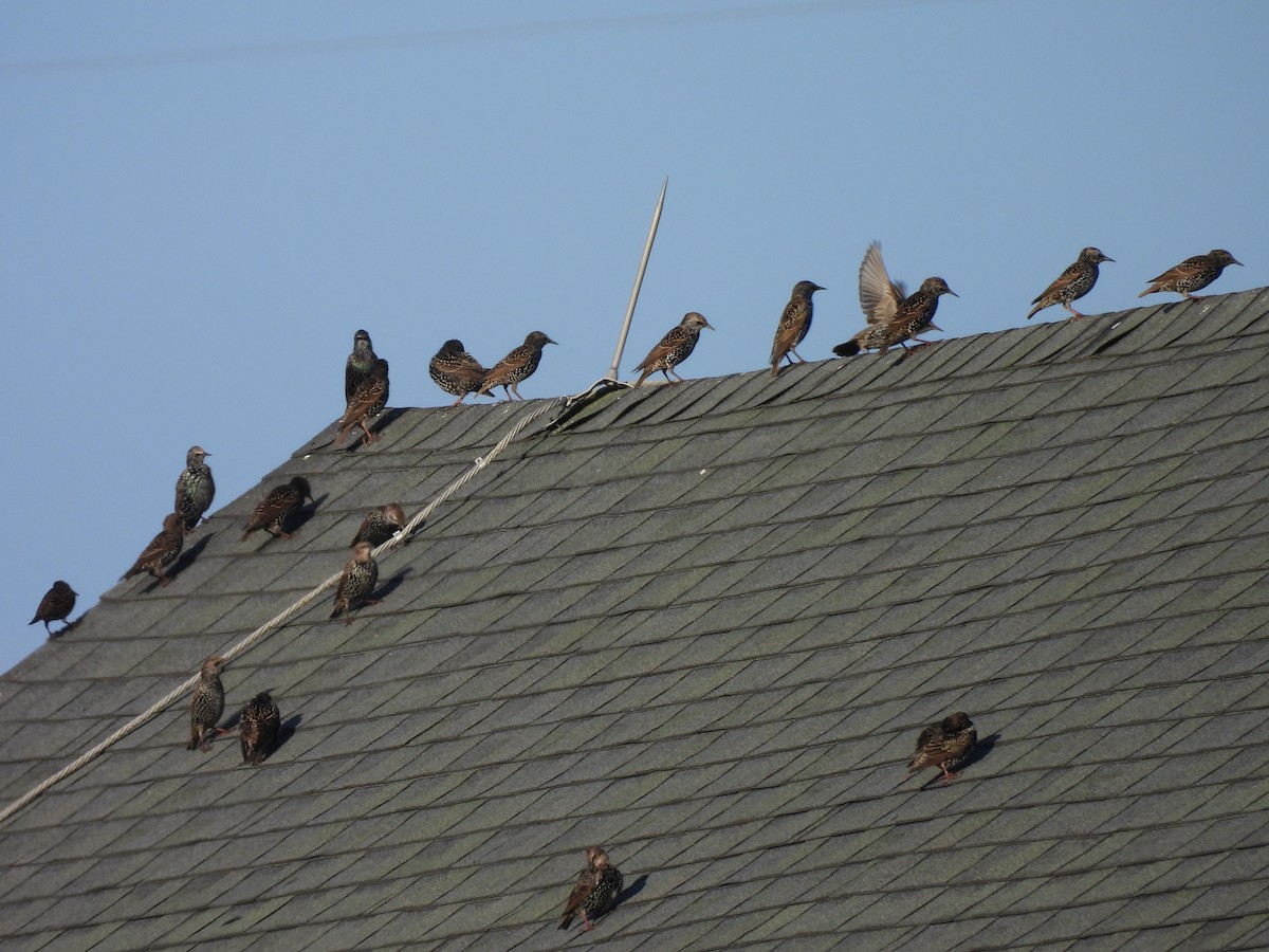 European Starling - ML643296945