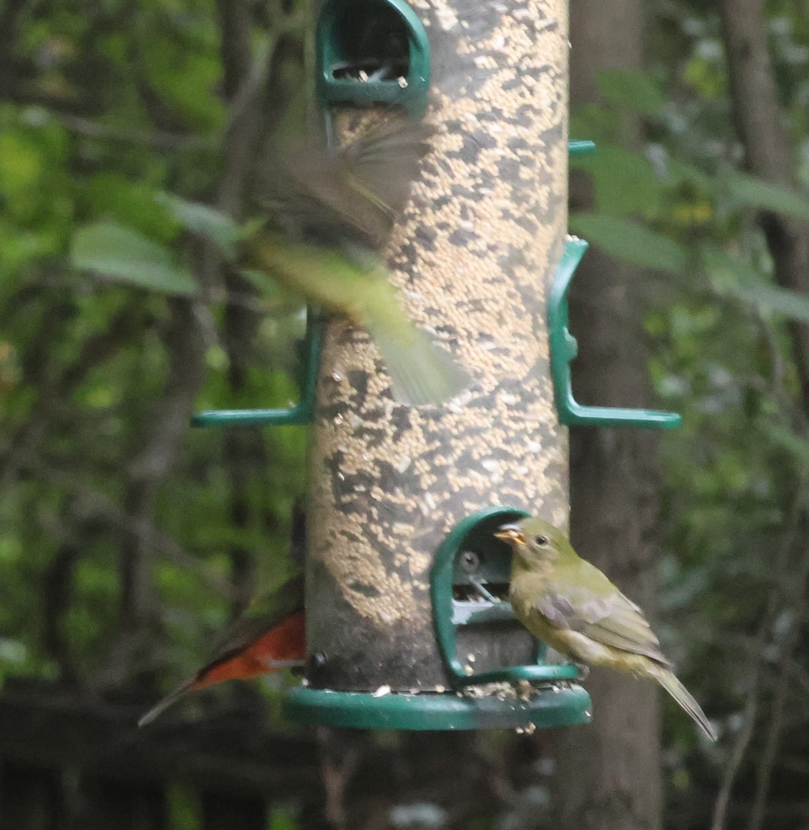 Painted Bunting - ML643296946