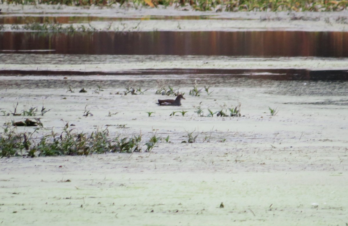 Common Gallinule - ML643296949