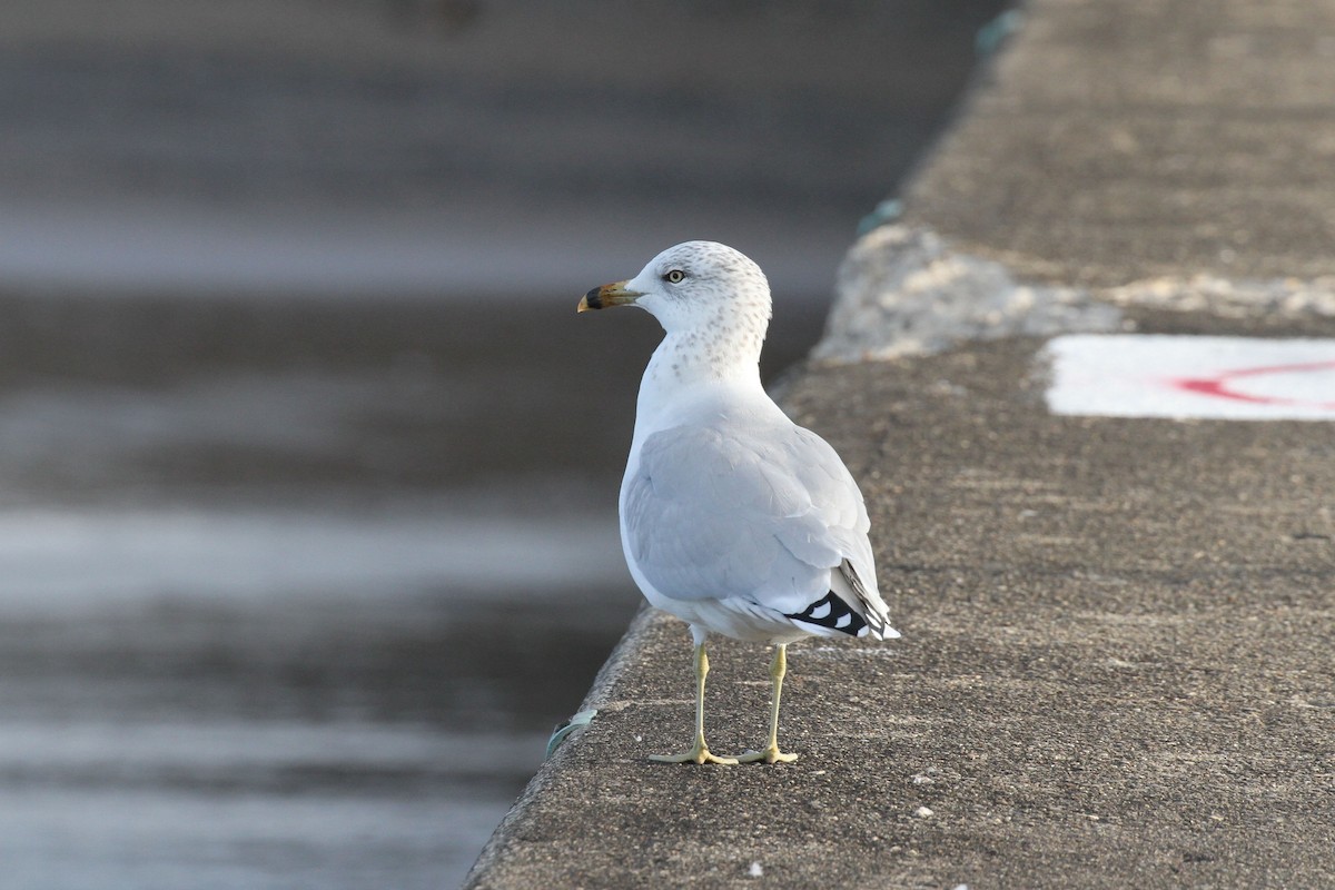 Ring-billed Gull - ML643296950