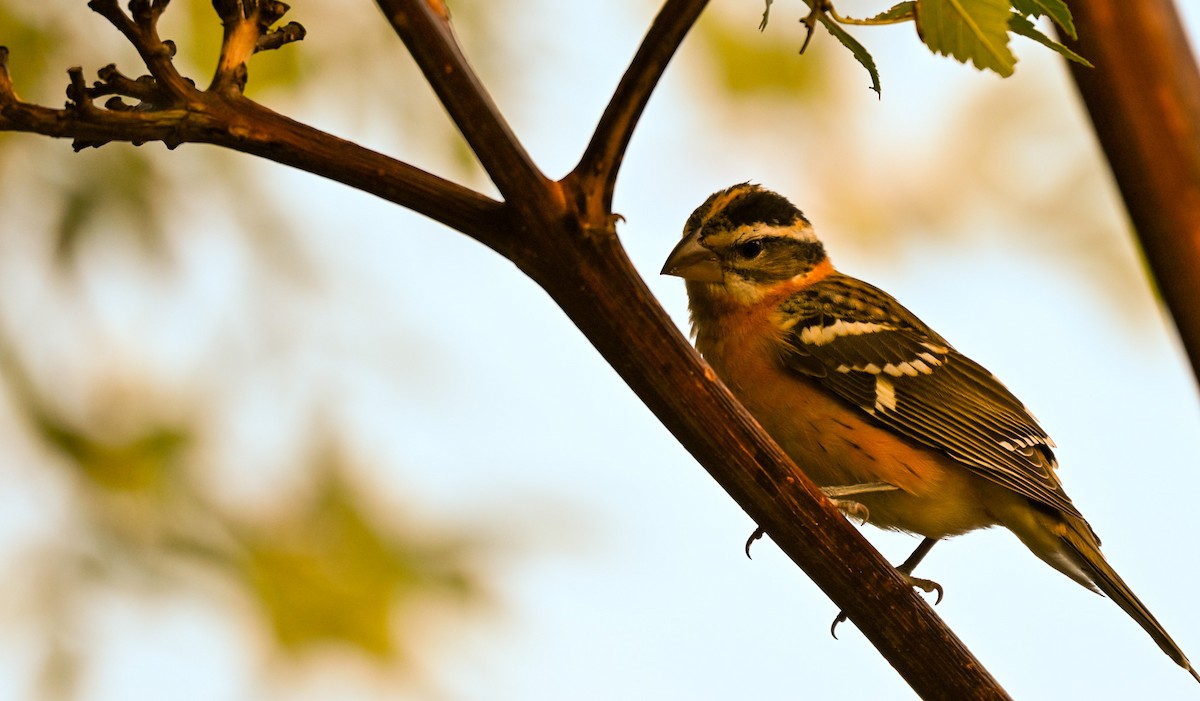 Black-headed Grosbeak - ML643296951