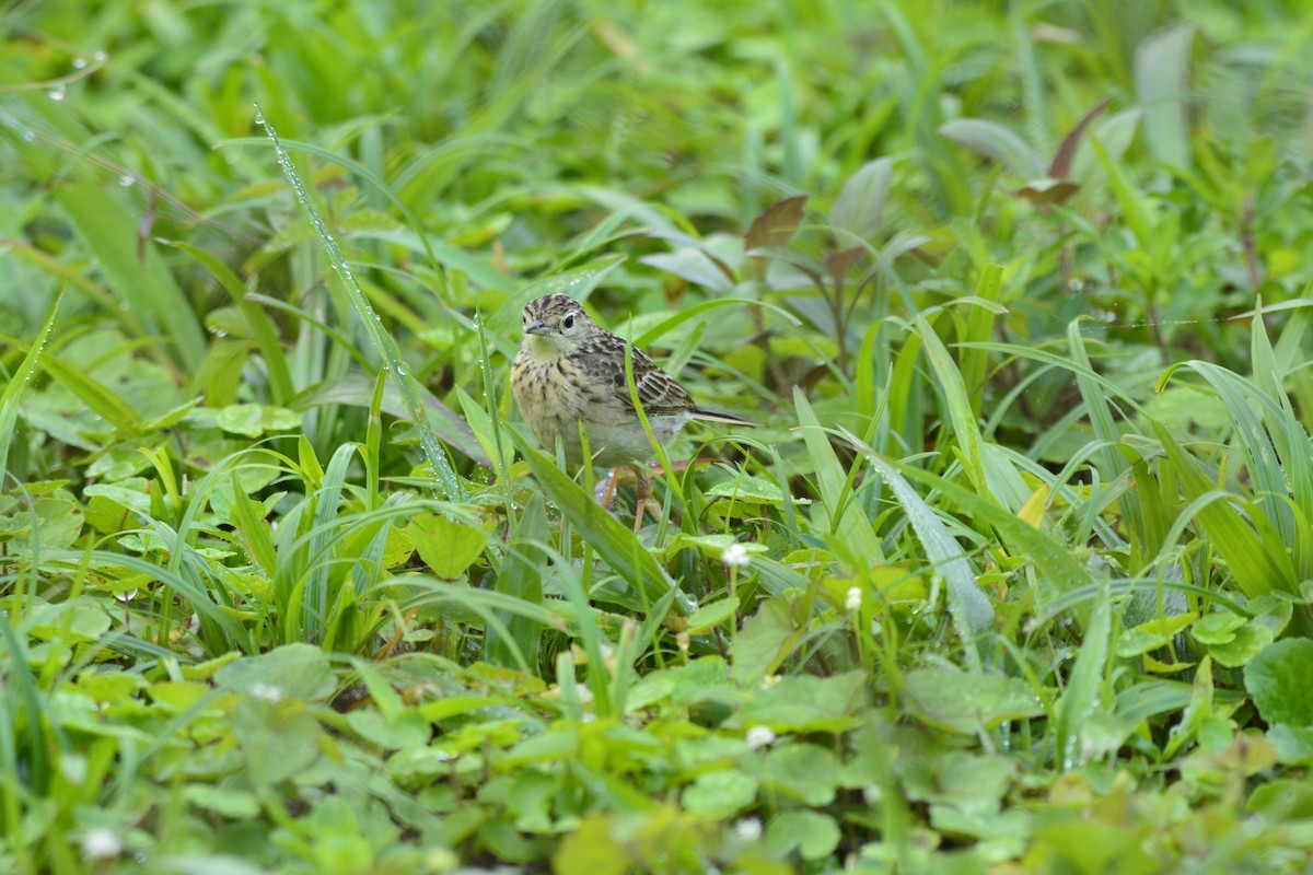 Yellowish Pipit - ML643296952
