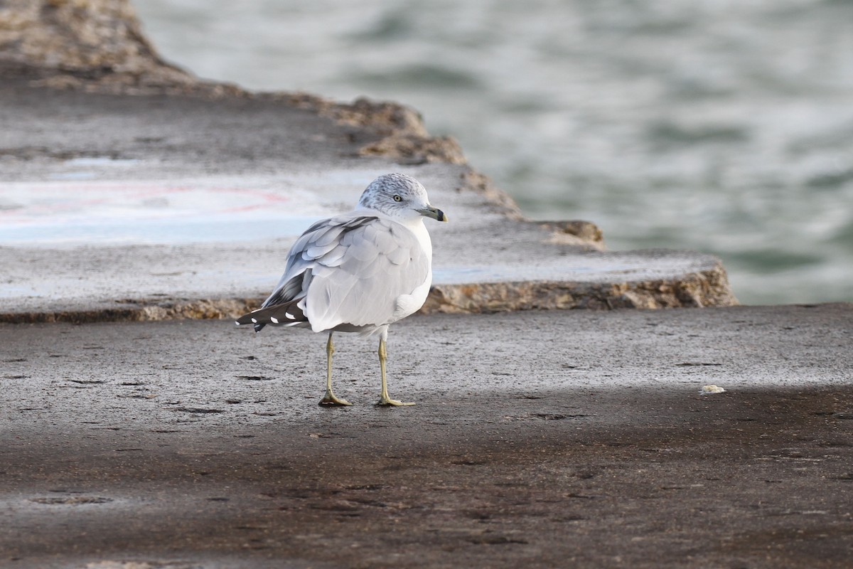 Ring-billed Gull - ML643296955
