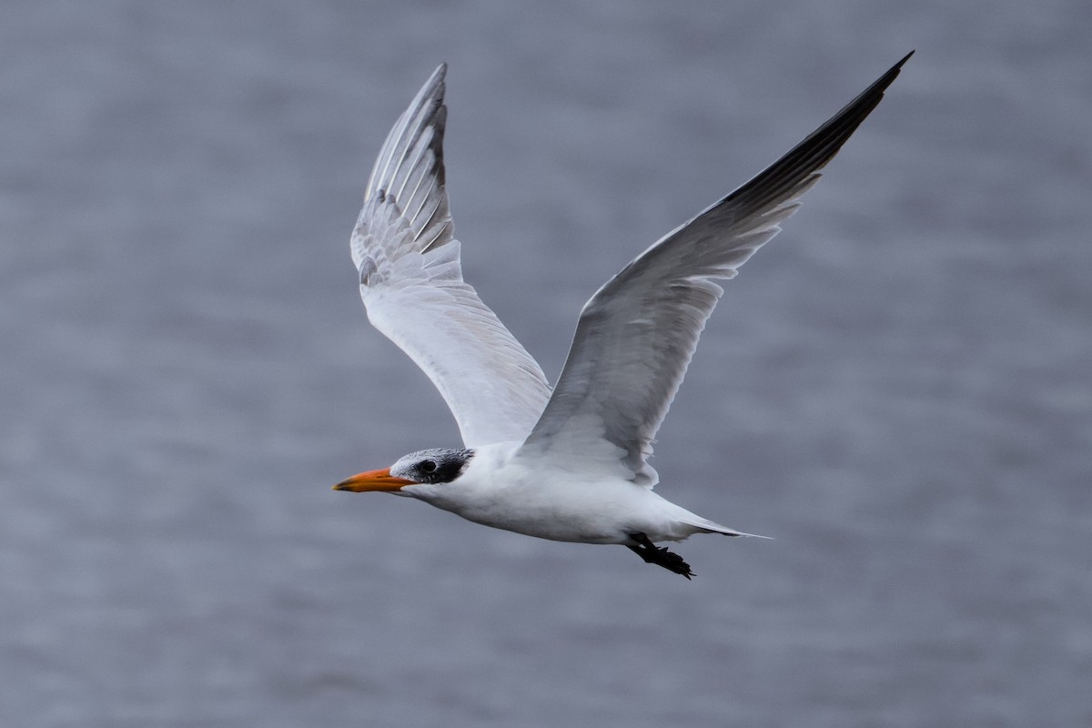 Caspian Tern - ML643296956