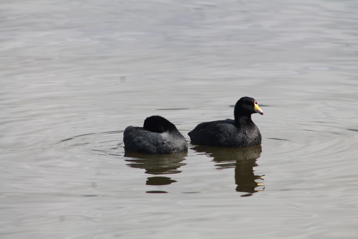 American Coot - ML643296958