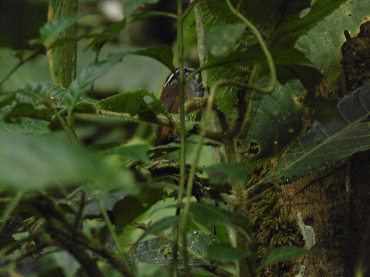 Gray-breasted Wood-Wren - ML643296960