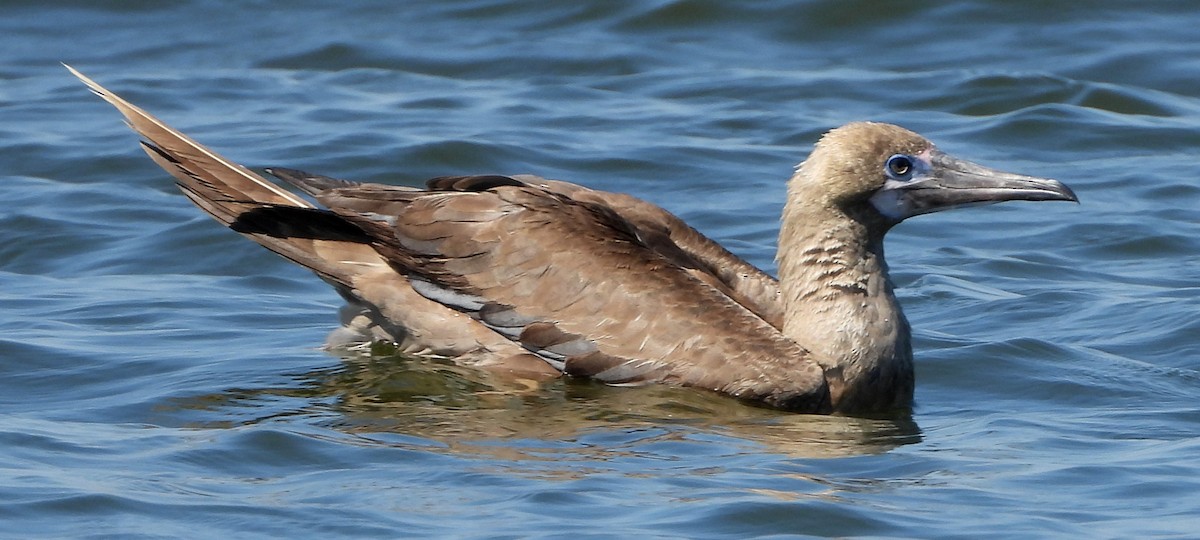 Red-footed Booby - ML643296961