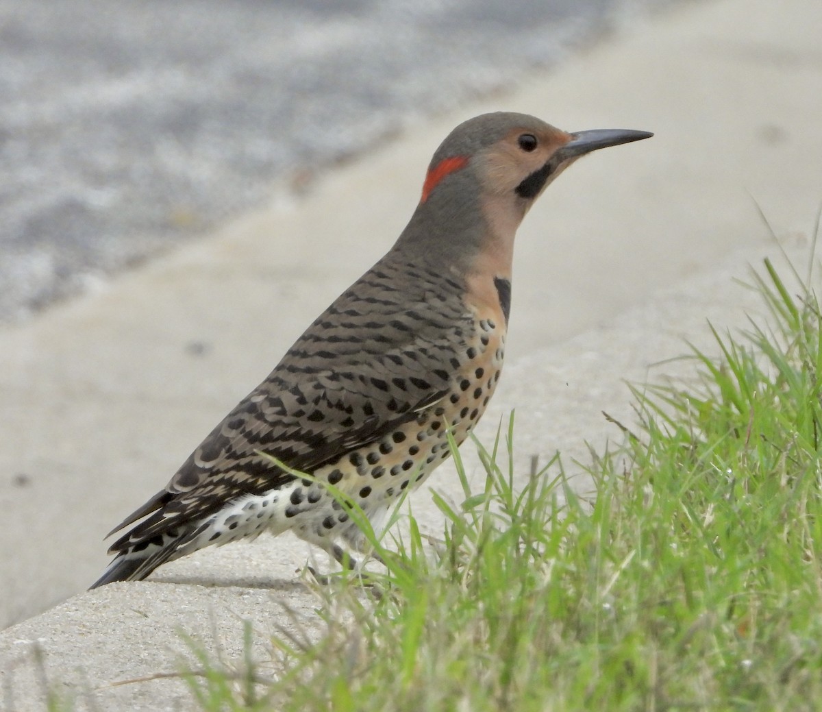 Northern Flicker - ML643296962
