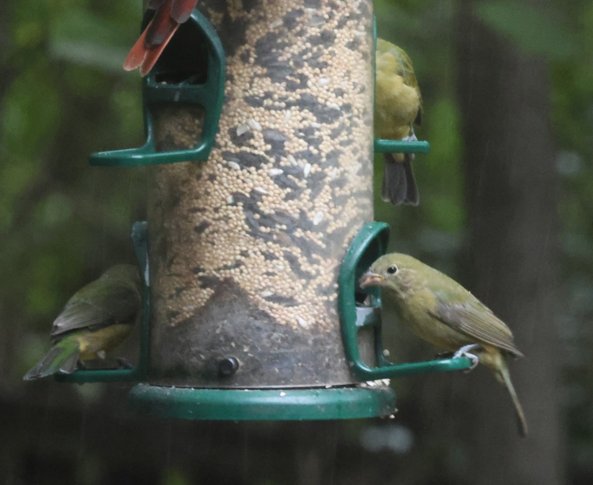Painted Bunting - ML643296966