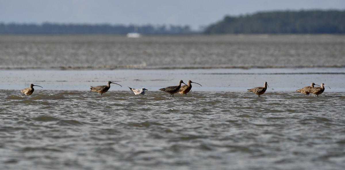 Long-billed Curlew - ML643296978