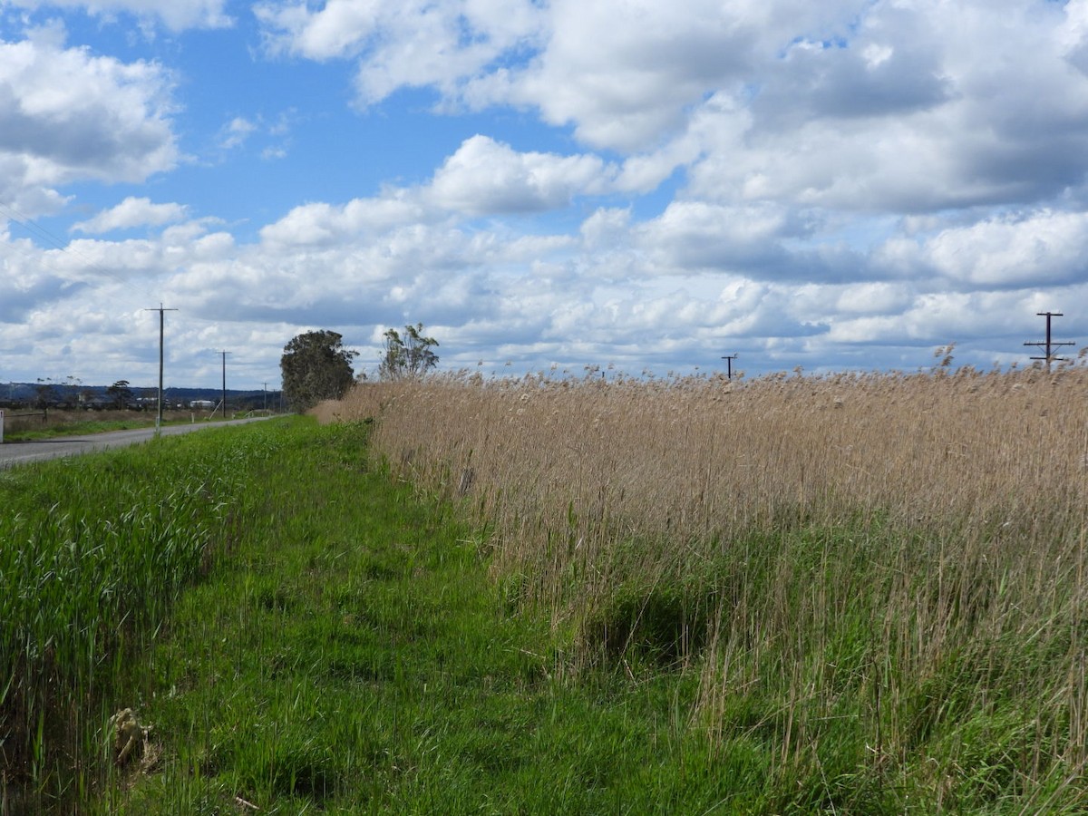 Australian Reed Warbler - ML643296980