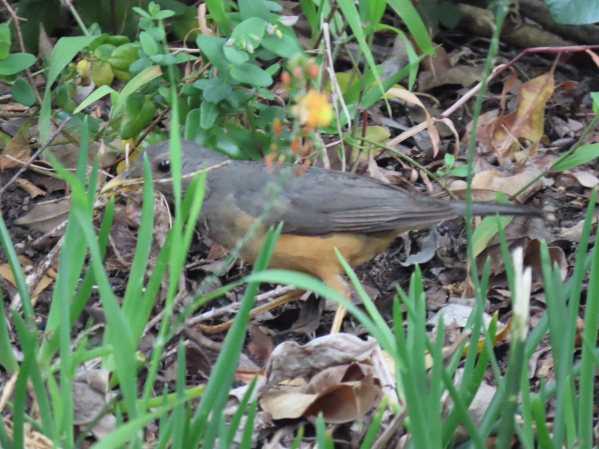 Olive Thrush - ML643296992
