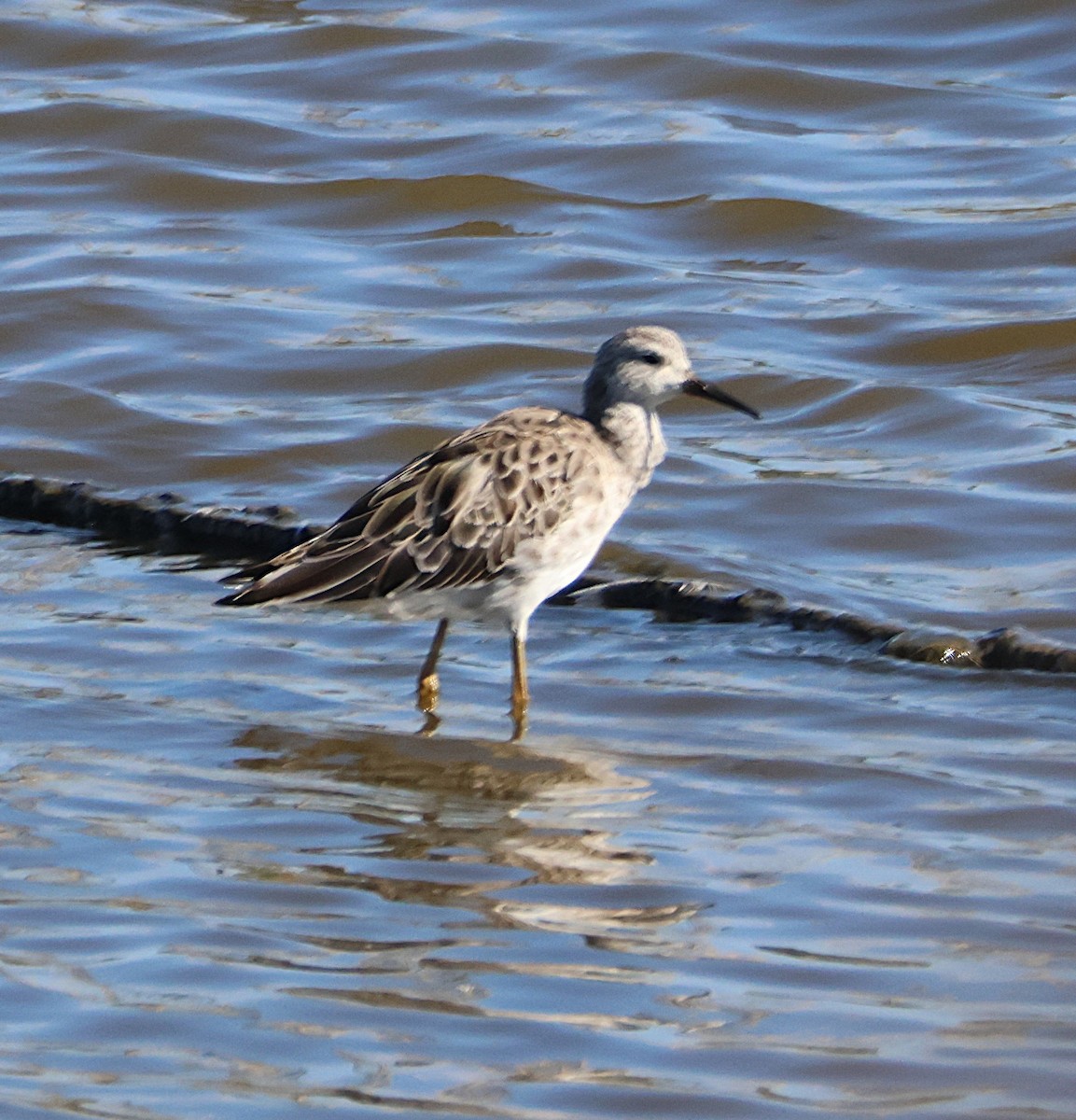 Ruff - ML643297009