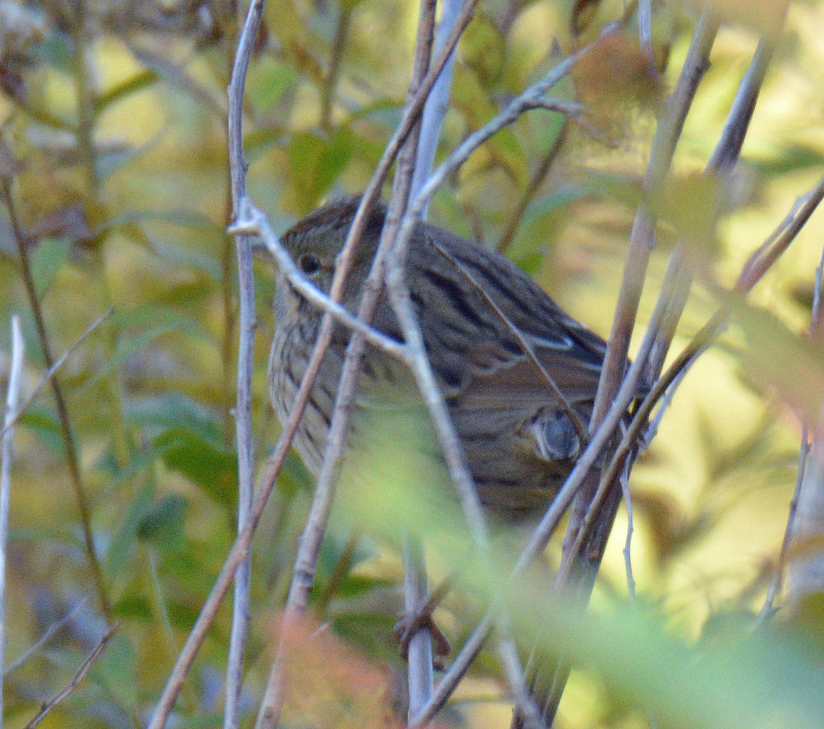 Lincoln's Sparrow - ML643297015