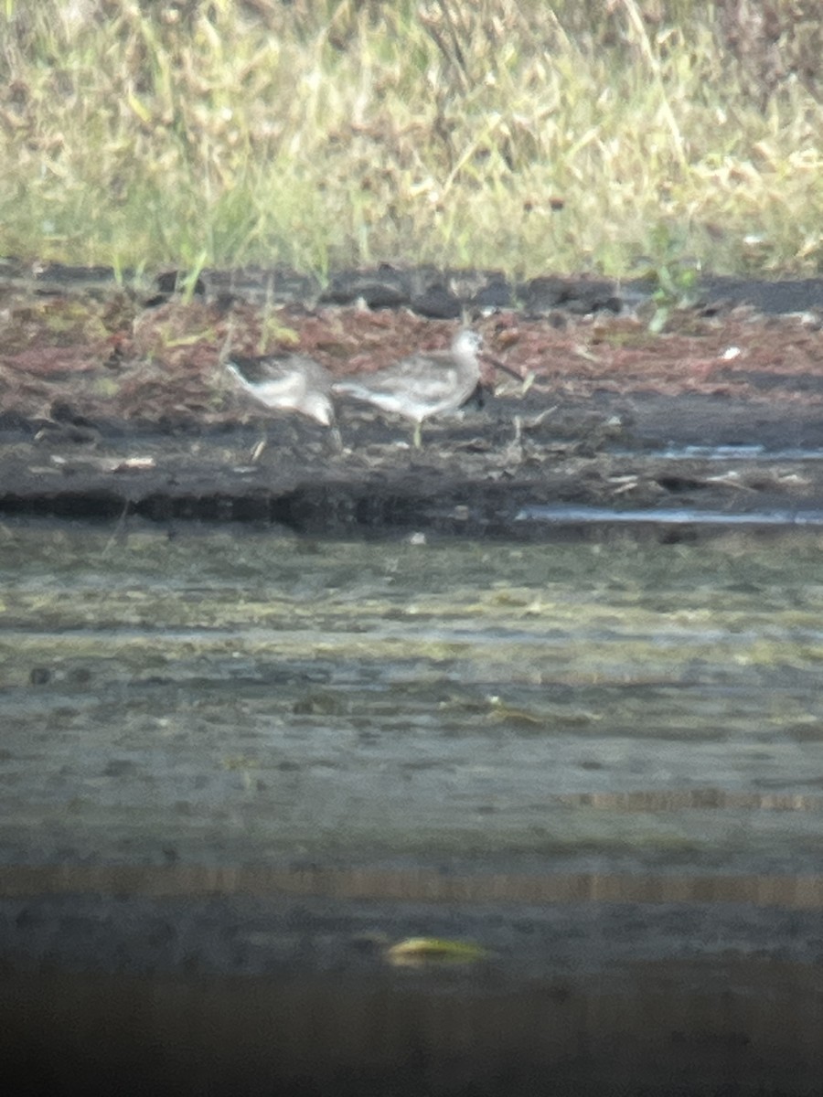 Long-billed Dowitcher - ML643297022