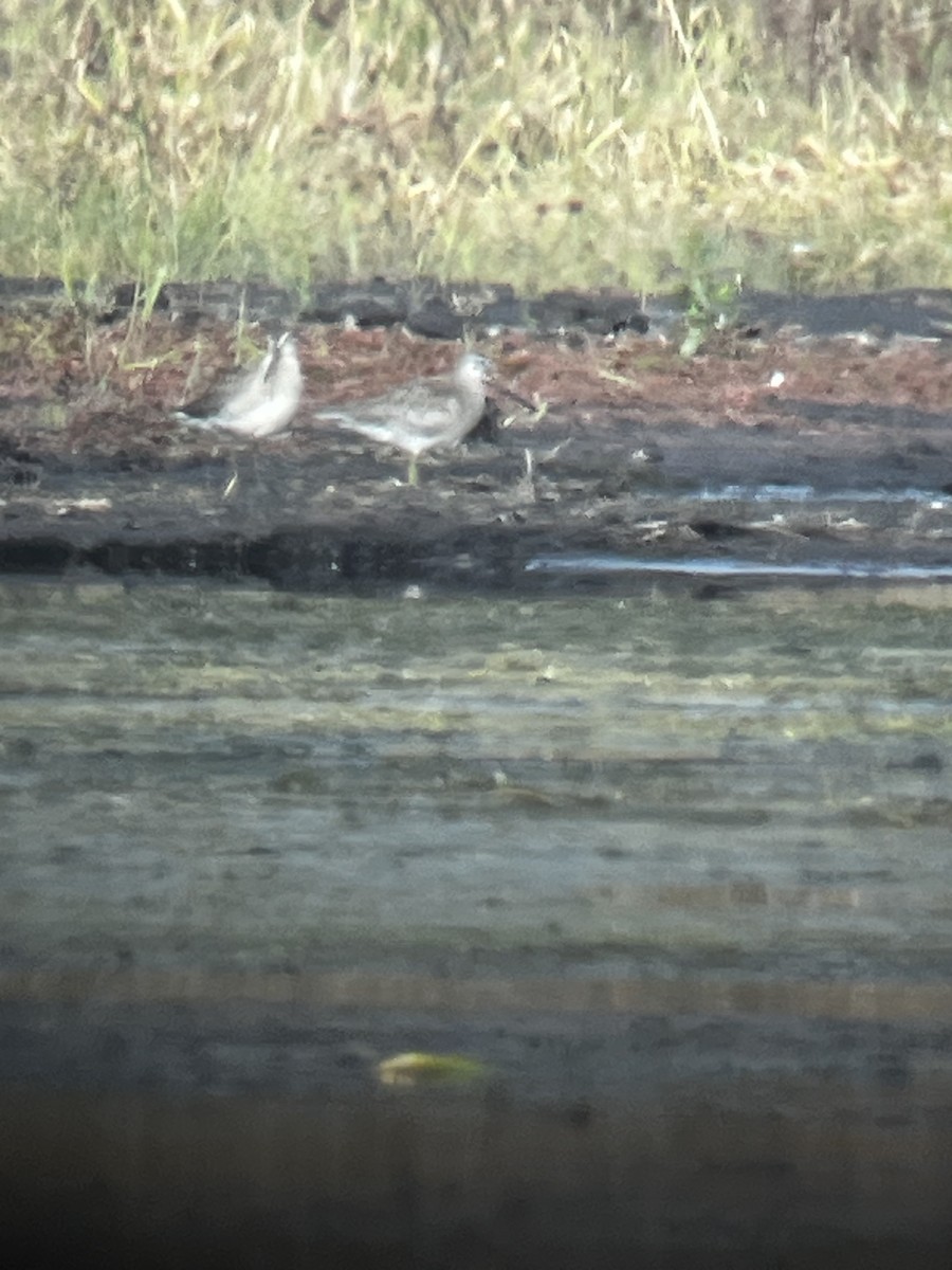 Long-billed Dowitcher - ML643297023