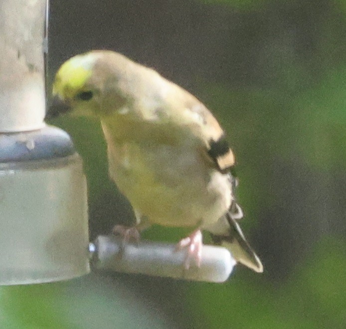 American Goldfinch - ML643297036