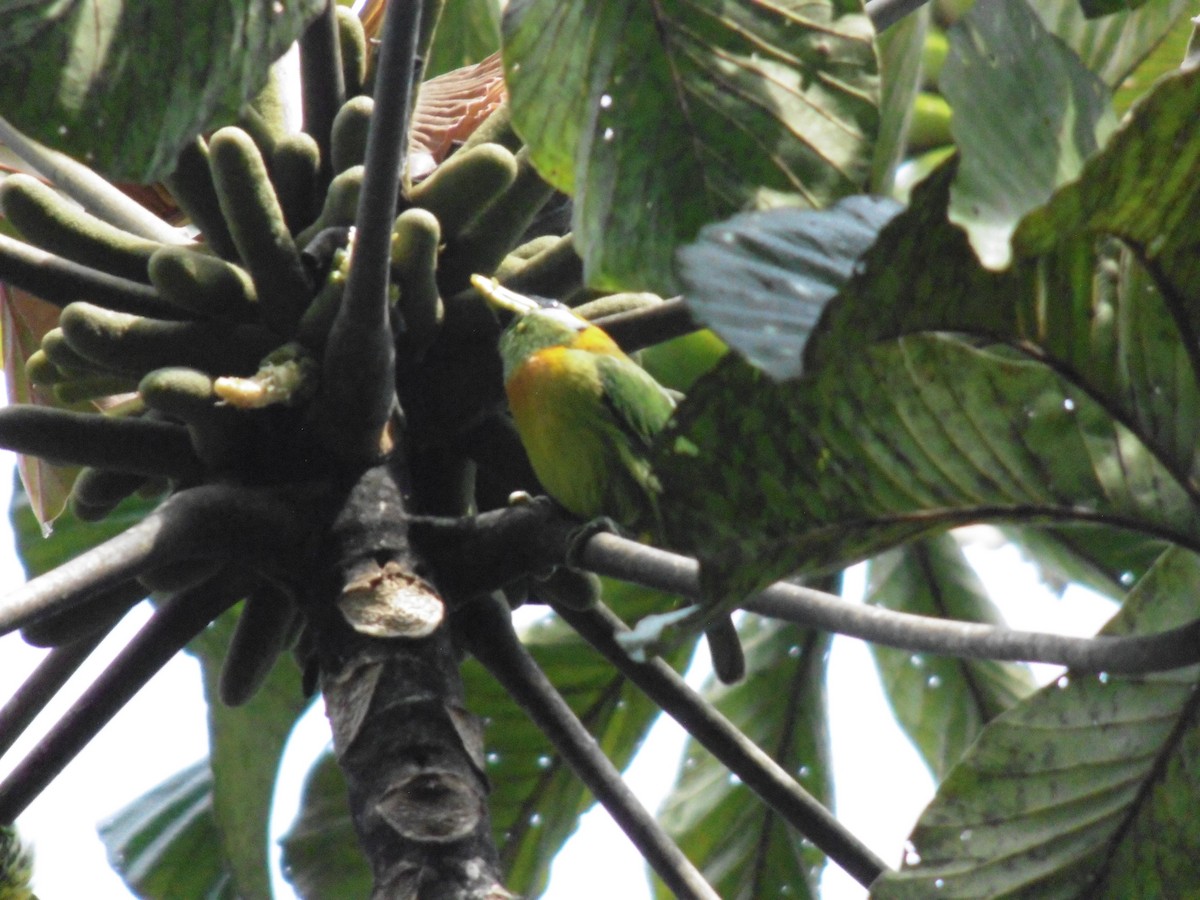 Red-headed Barbet - ML643297049