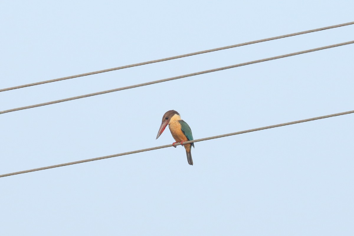Stork-billed Kingfisher - ML643297050