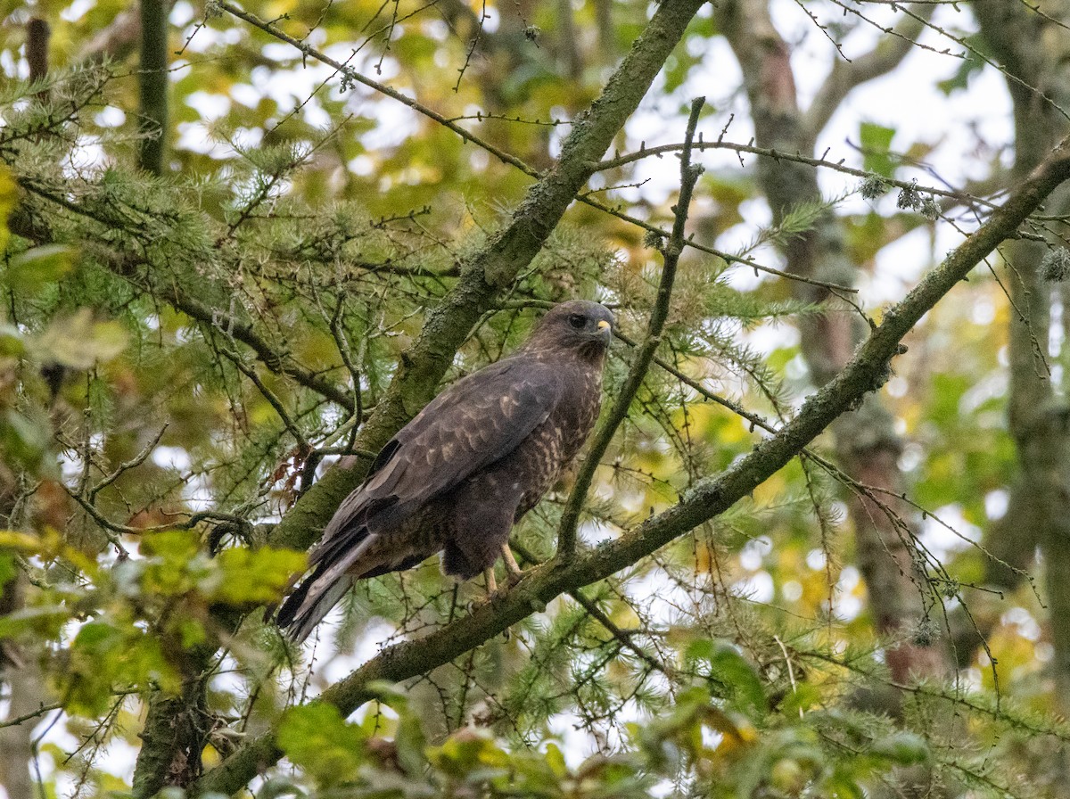 Канюк - ML643297060