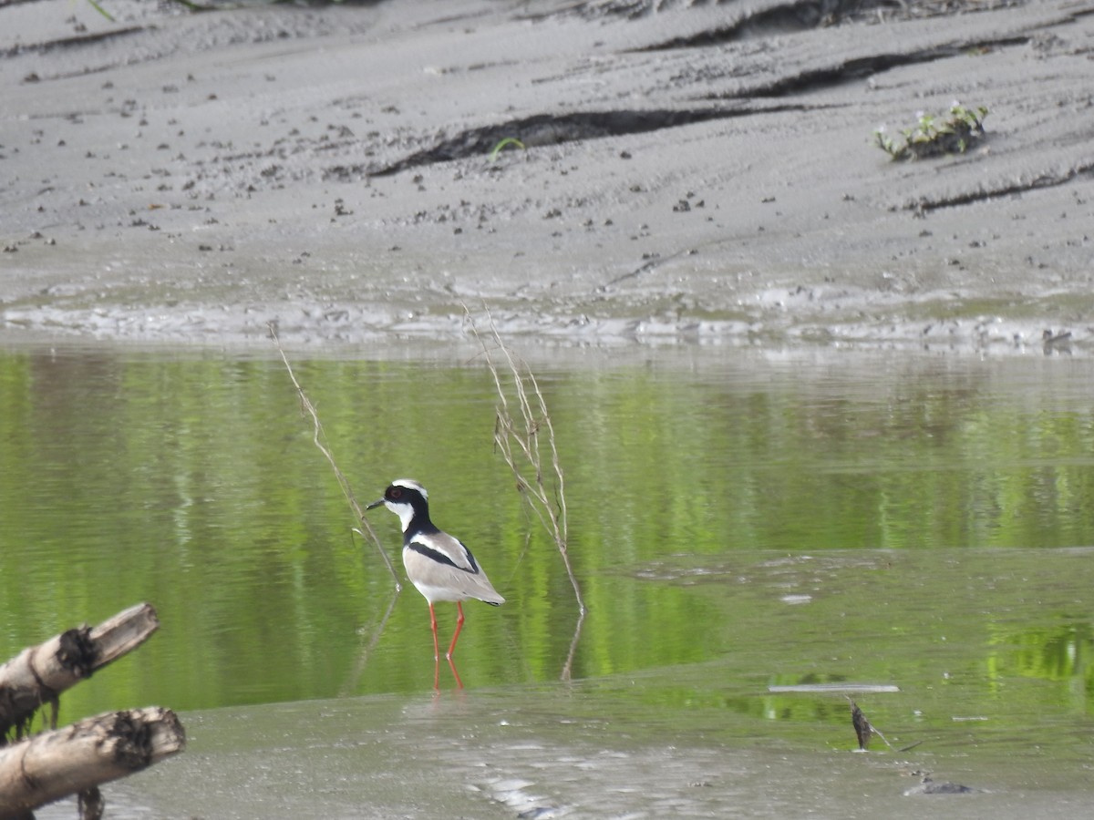 Pied Plover - ML643297088